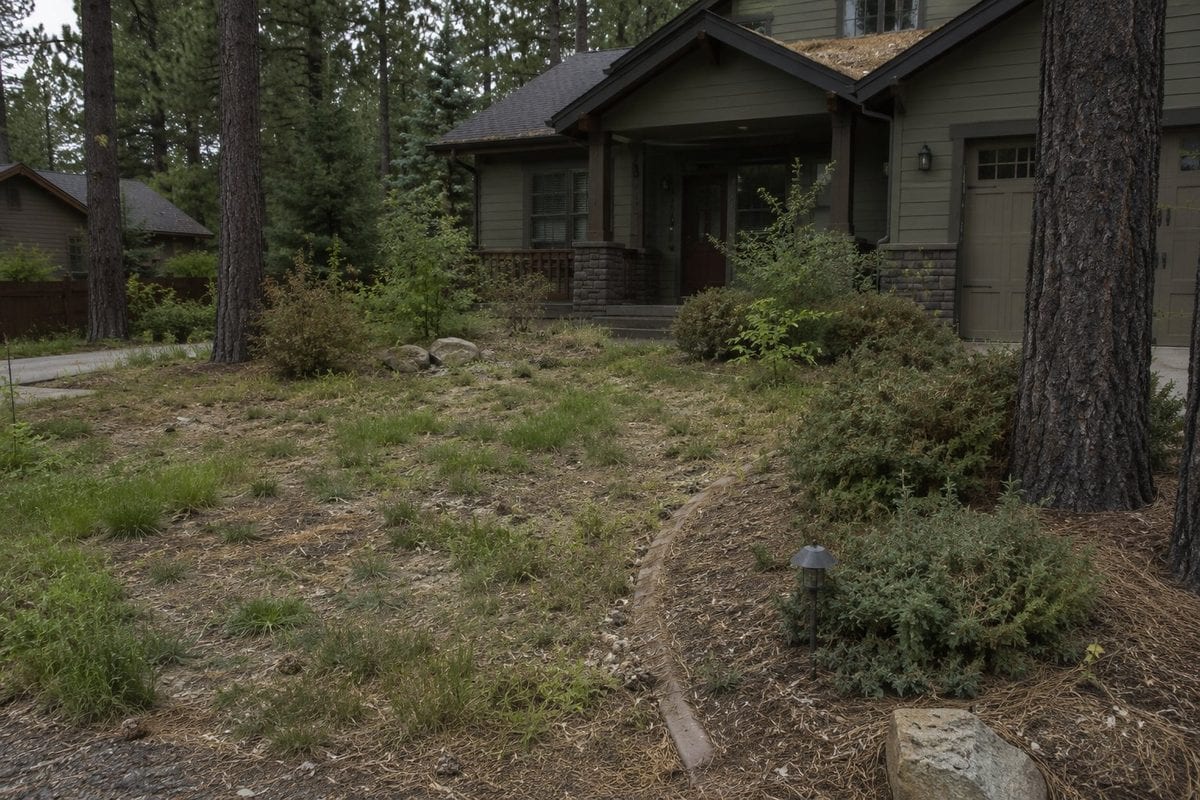 Overgrown Flagstaff front yard before — patchy weedy lawn and pine-needle debris
