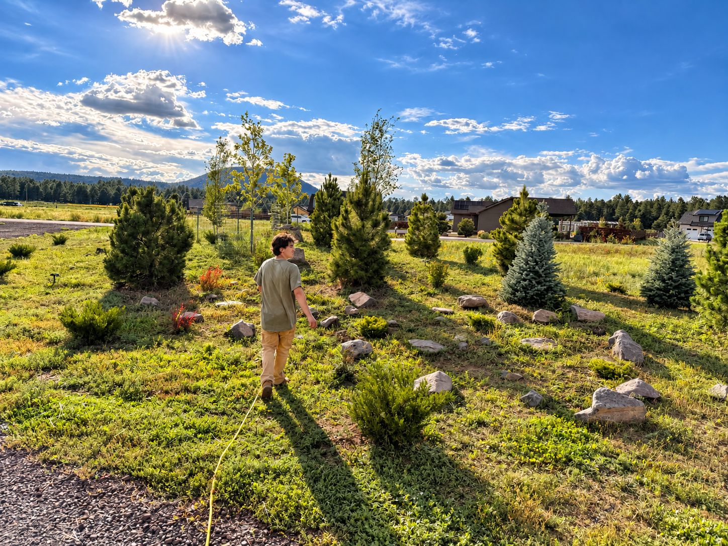 Watering a new native berm of pines, spruce and boulders at golden hour