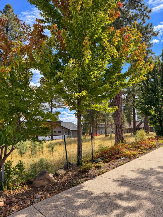 Maples turning red and gold along a walkway with a fresh mulch bed