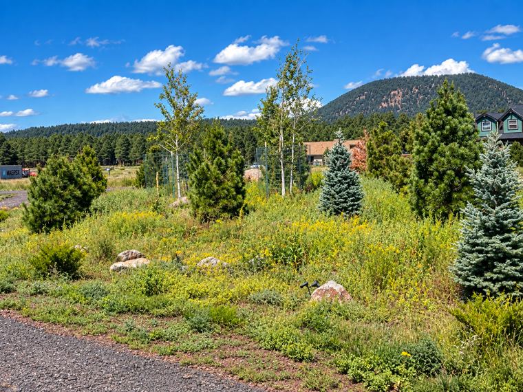 Native berm with young pines, blue spruce, aspens and boulders, with the peaks in the background