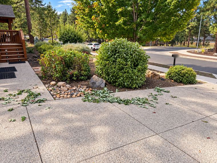 Shrubs shaped round beside a driveway, clippings still on the concrete