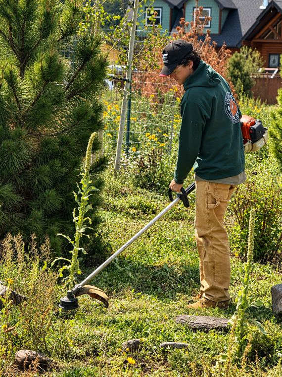 Crew member string trimming mullein and weeds around young pines