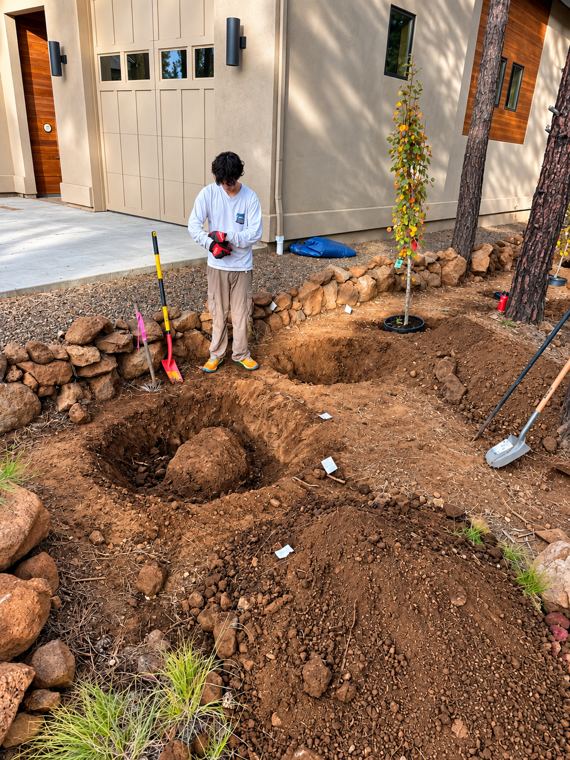 Planting holes dug in red volcanic soil beside a stacked rock wall, an aspen waiting to go in